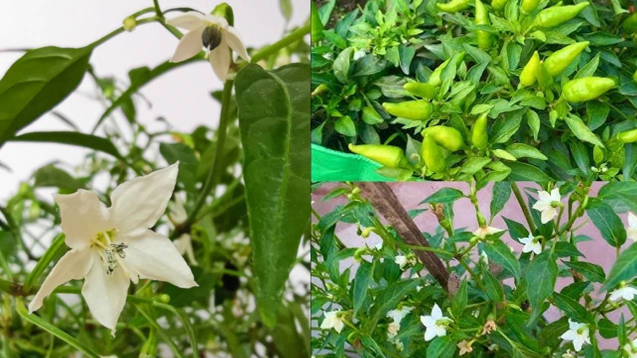 फूल गिरना मिर्च की पैदावार को कर सकता है बर्बाद, जानिए इससे बचाव