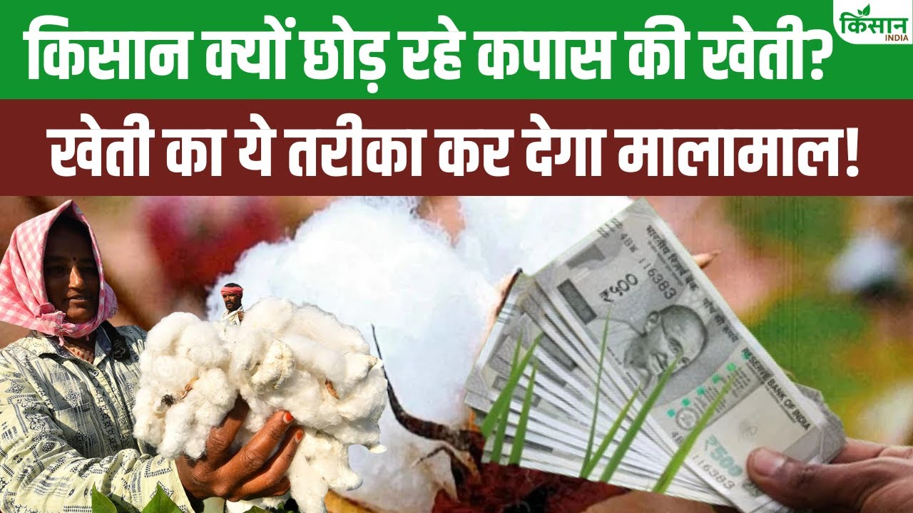 कपास की खेती में हो रही समस्या, किसान जान लें समाधान