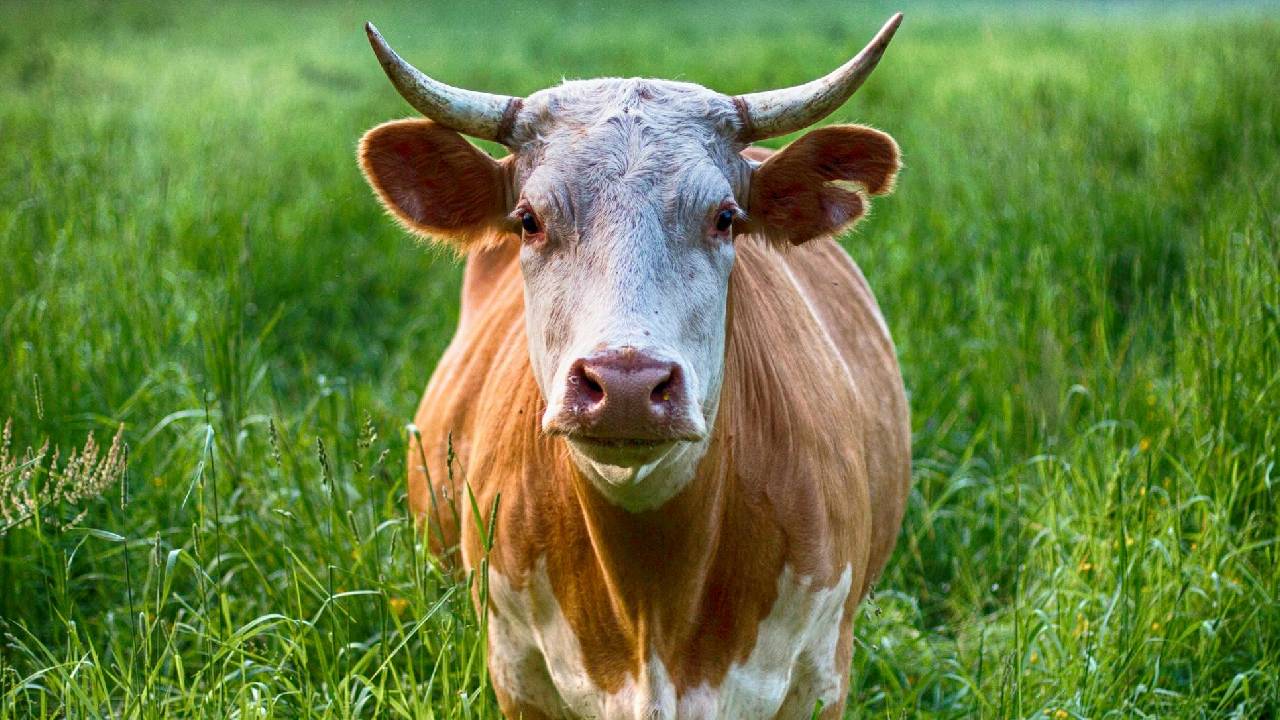 पशु खरीदते समय कैसे जानें उसकी सही उम्र? जानिए आसान तरीका
