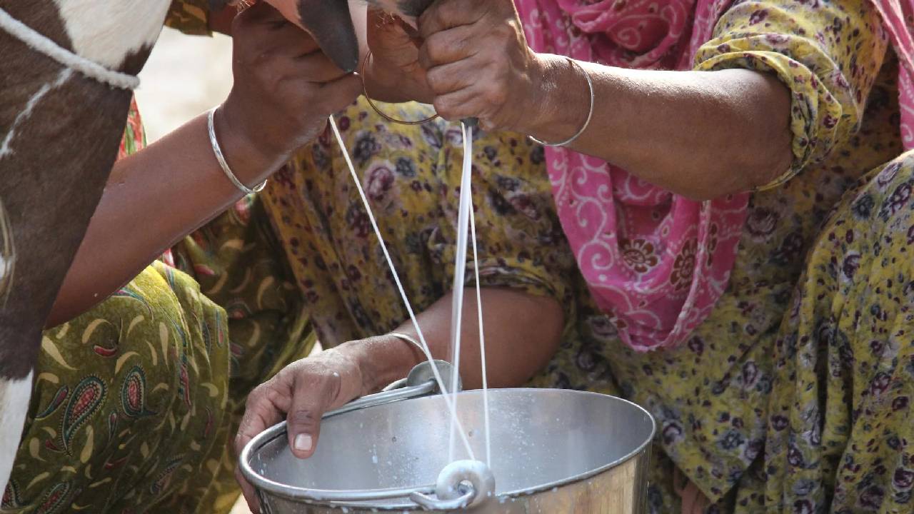 अब डेयरी फार्म खोलना हुआ आसान, सरकार ने शुरू की ऑनलाइन लोन सुविधा