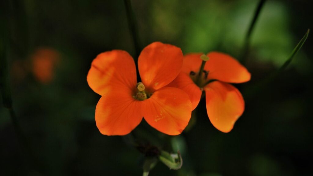 इस फूल की खुशबू से मधुमक्खियां और हमिंगबर्ड्स जैसे जीव भी अट्रैक्ट होतें हैं. इनकी पत्तियां लंबी और पतली होती हैं, बिल्कुल सन (flax) के पौधे जैसी होती हैं. वॉलफ्लावर को अगर आप पतझड़ में लगाते हैं, तो सर्दी पहली की ठंडी हवा आने से 4-6 हफ्ते पहले पौधे लगा दें ताकि जड़ें जम सकें. इस फूल की खुशबू से मधुमक्खियां और हमिंगबर्ड्स जैसे जीव भी अट्रैक्ट होतें हैं. इनकी पत्तियां लंबी और पतली होती हैं, बिल्कुल सन (flax) के पौधे जैसी होती हैं. वॉलफ्लावर को अगर आप पतझड़ में लगाते हैं, तो सर्दी पहली की ठंडी हवा आने से 4-6 हफ्ते पहले पौधे लगा दें ताकि जड़ें जम सकें.