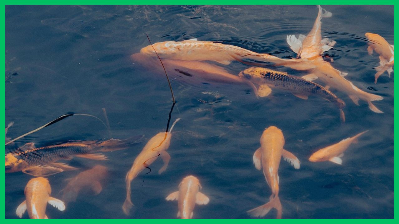 Fish Farming: मछली की इन प्रजातियों की तेज होती है ग्रोथ, कम देखभाल में जल्दी बढ़ता है वजन