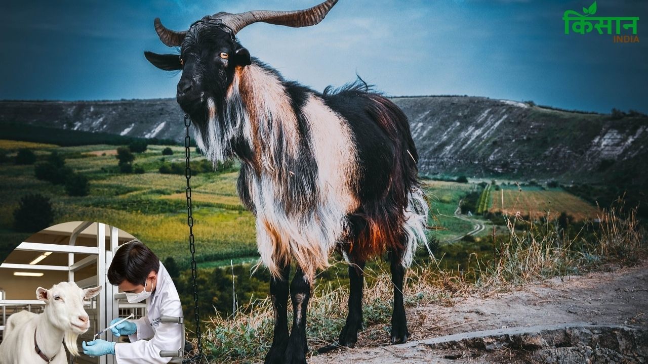 Goat Farming: कृत्रिम गर्भाधान के लिए बकरों का चयन कैसे करें? जरूरी टिप्स