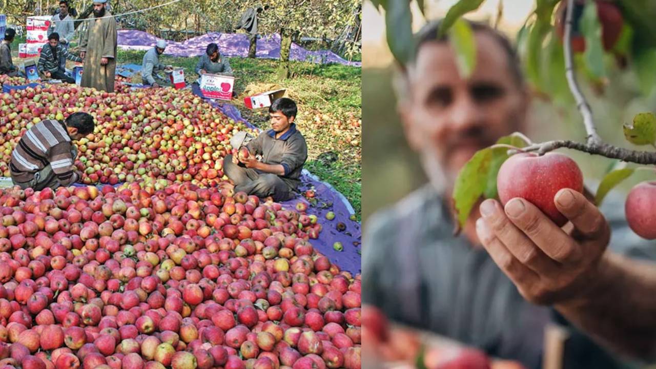यूरोपीय सेब की एंट्री से हिला कश्मीर का सेब कारोबार… किसानों के लिए फायदे कम, चिंता ज्यादा