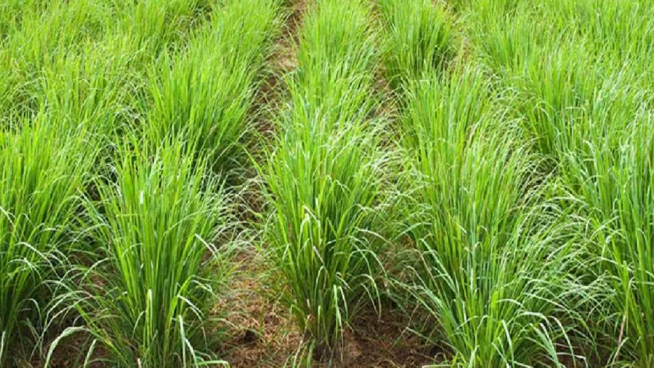 लेमन ग्रास लगाने से पहले जानें इसकी किस्में, हर एक का है अलग इस्तेमाल