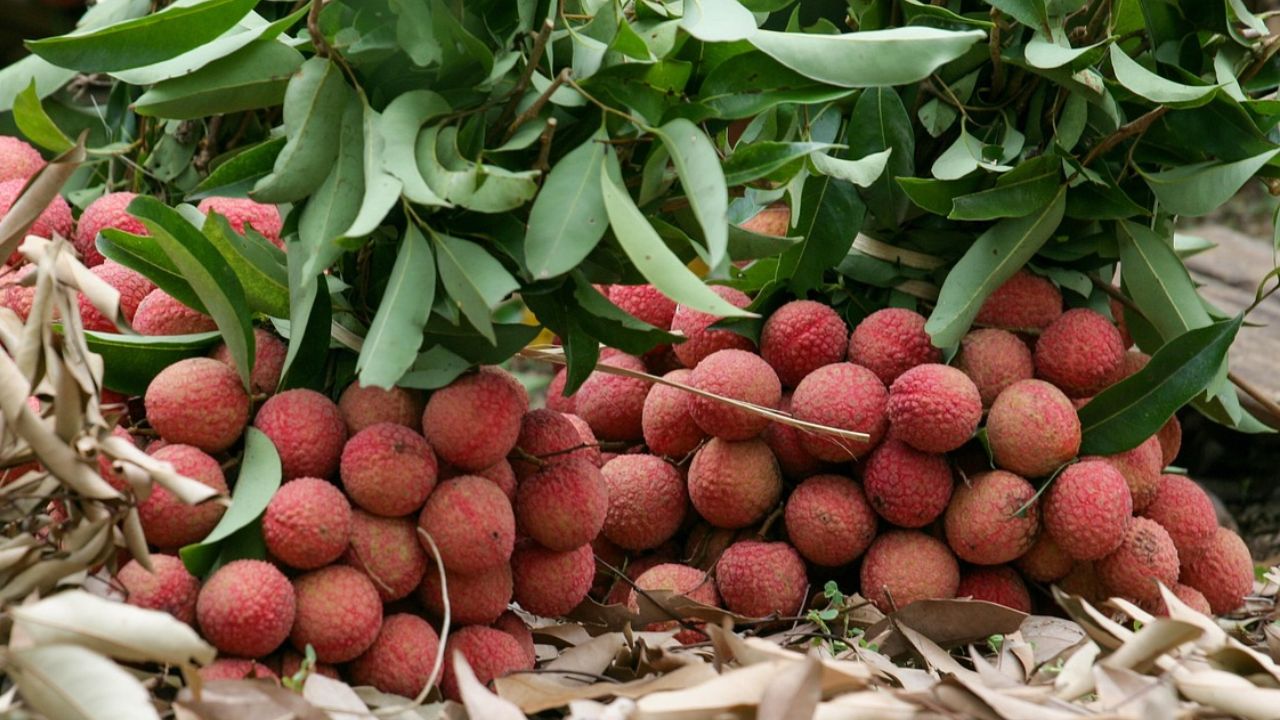 छत पर उगाएं मीठी लीची, 5 फीट ऊंचे पौधों के लिए सरकार दे रही सब्सिडी