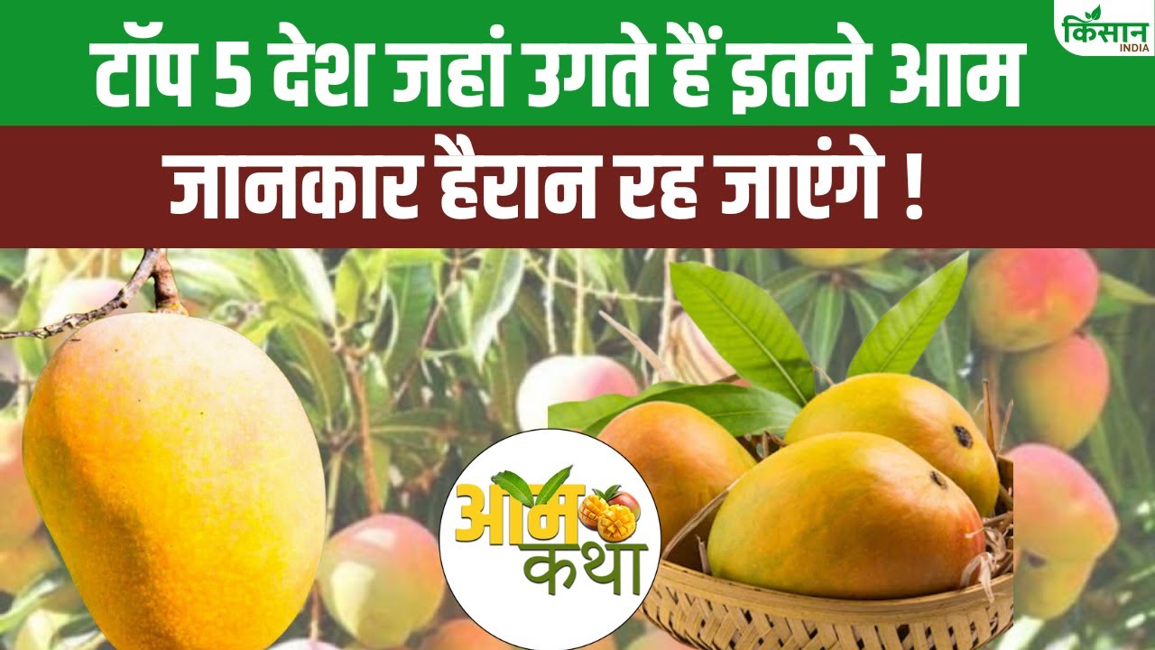 आम उत्पादन में भारत टॉप पर, जानें कौन से 5 देश करते हैं सबसे ज्यादा उत्पादन