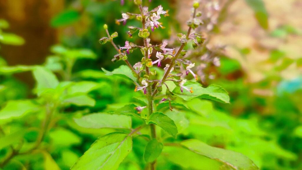 भारतीय घरों में तुलसी का धार्मिक और औषधीय दोनों तरह का महत्व है. इसका काढ़ा सर्दी-जुकाम से लेकर गले की खराश तक में बेहद असरदार होता है. तुलसी की पत्तियां इम्यूनिटी बूस्ट करने में भी मदद करती हैं. आप चाहे तो इसे नियमित तौर पर चाय के रूप में भी इस्तेमाल कर सकते हैं. 