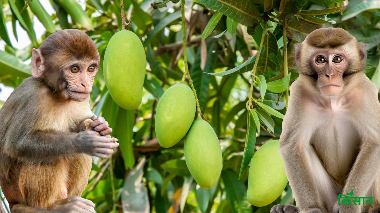 बगीचे के फलों पर है बंदरों की नजर, तो जानें बचाव के स्मार्ट उपाय