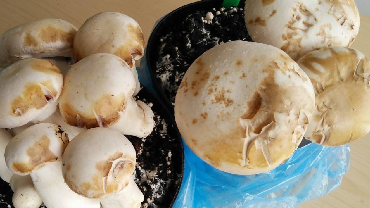 डैम्पिंग ऑफ रोग से कैसे बचाएं मशरूम की खेती, जानिए पूरी जानकारी