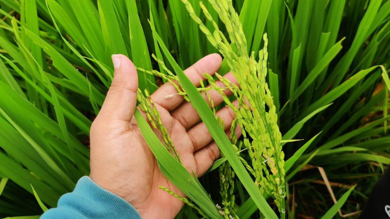 पूसा-44 पर बैन के बाद किसानों के लिए बेहतर विकल्प बना बासमती, ऐसे होगी बंपर कमाई