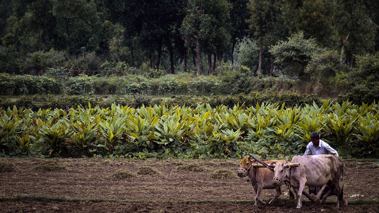 PM Kisan की 20वीं किस्त जारी होने से पहले जान लें ये जरूरी बातें, वरना अटक सकती है राशि