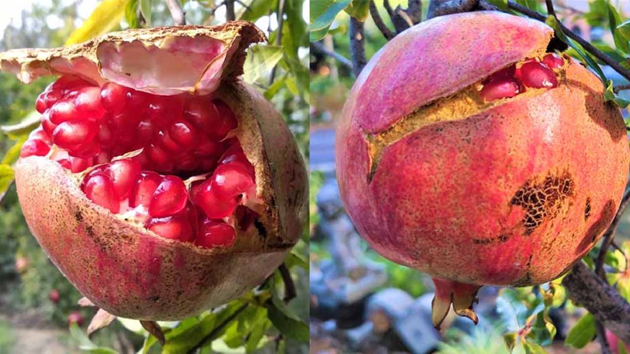 अनार के फटने से बढ़ रहा नुकसान, एक्सपर्ट से जानिए बचाव के आसान तरीके