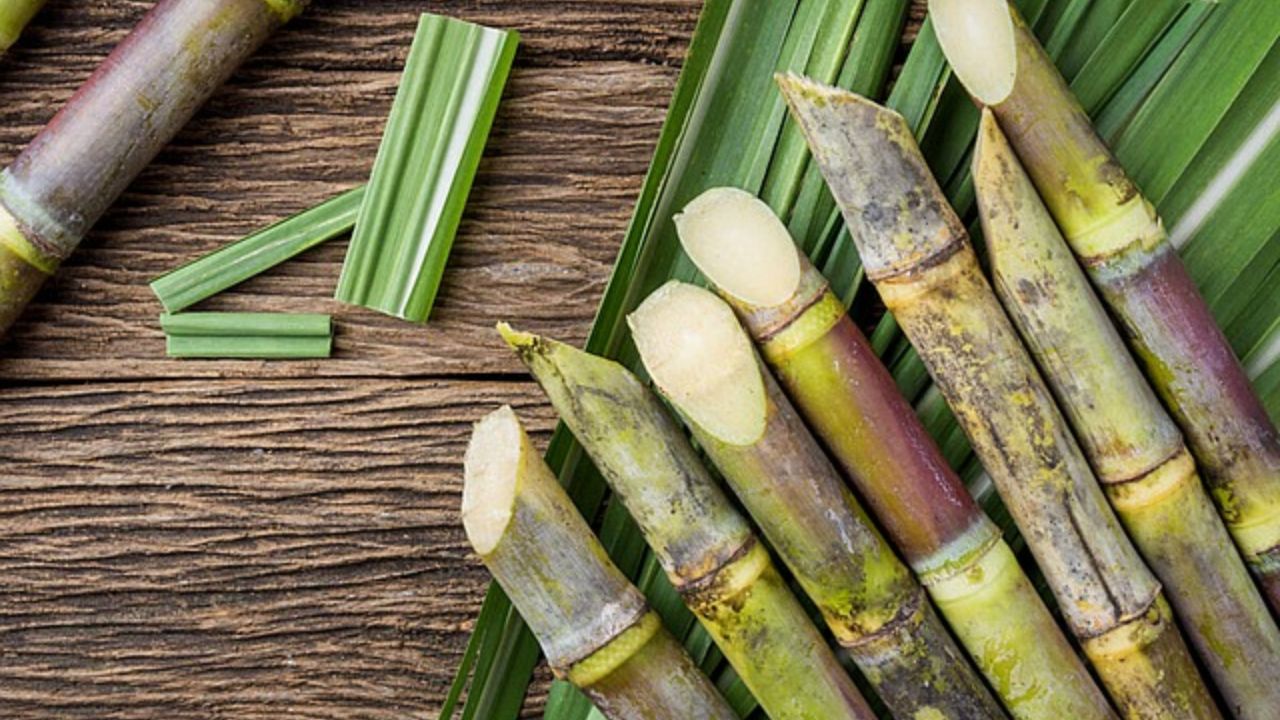 50 लाख गन्ना किसानों के लिए नई नीति लाई योगी सरकार, भुगतान-उत्पादन का बनेगा रिकॉर्ड