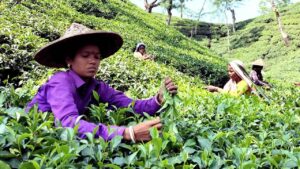 चाय निर्यात में 9.92 फीसदी की बढ़ोतरी, 2546.7 लाख किलोग्राम पर पहुंचा आंकड़ा
