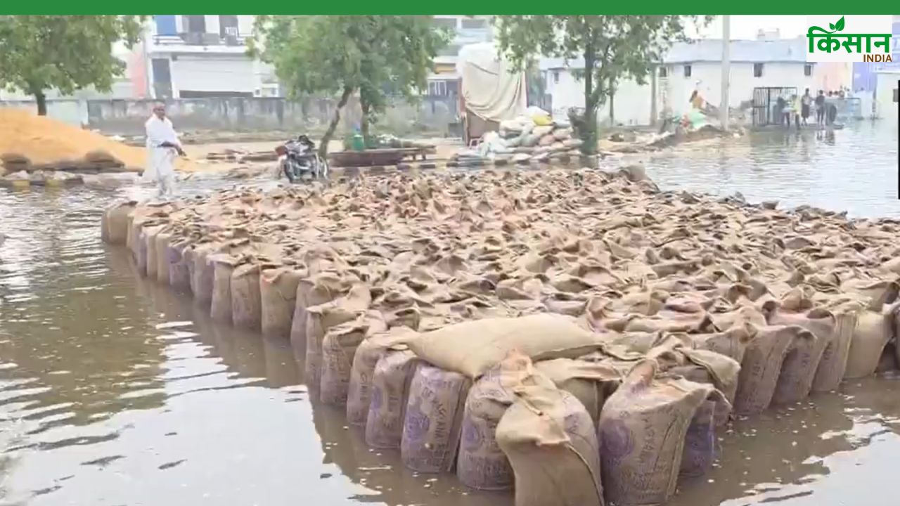 बारिश से यूपी में गेहूं-तरबूज फसल को नुकसान, हरियाणा की मंडियों में रखा अनाज पानी में डूबा