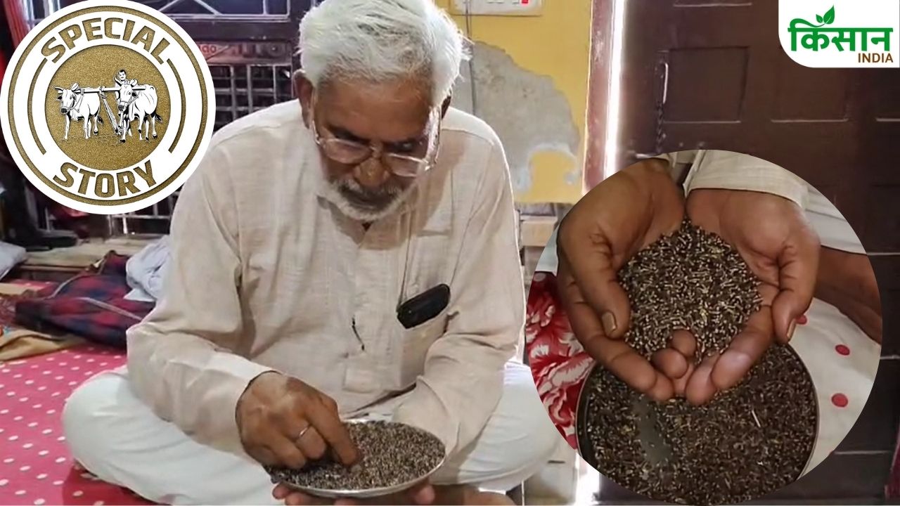प्रिंसिपल का कमाल..रिटायरमेंट के बाद शुरू की काले गेहूं की खेती, 5 गुना अधिक है कीमत