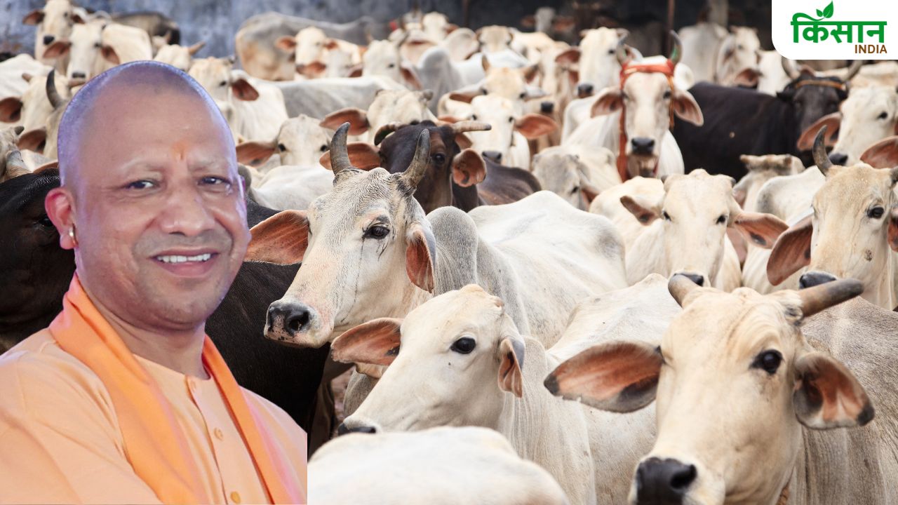 गाय के गोबर से बनेगी ईंट और पेंट, यूपी में खुलेंगी जैविक खाद यूनिट.. युवाओं को मिलेगी ट्रेनिंग