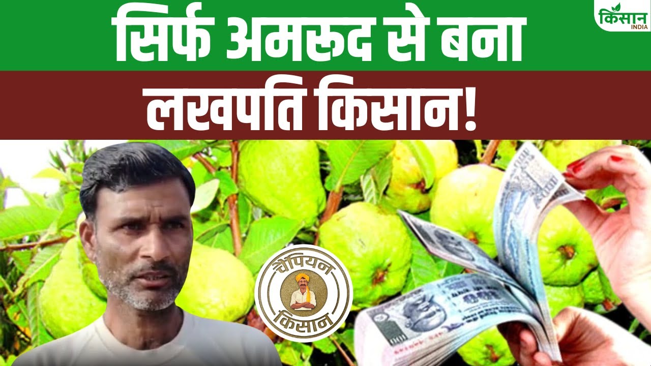 पारंपरिक खेती छोड़ शुरू की अमरूद की बागवानी, दौसा के किसान अनूप कर रहे 5 लाख तक कमाई
