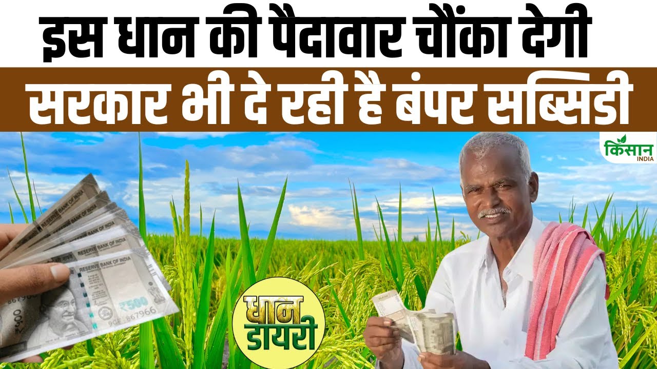 धान की इस किस्म से कम पानी में भी मिलेगी बंपर पैदावार, सरकार से मिलेगा फुल सपोर्ट
