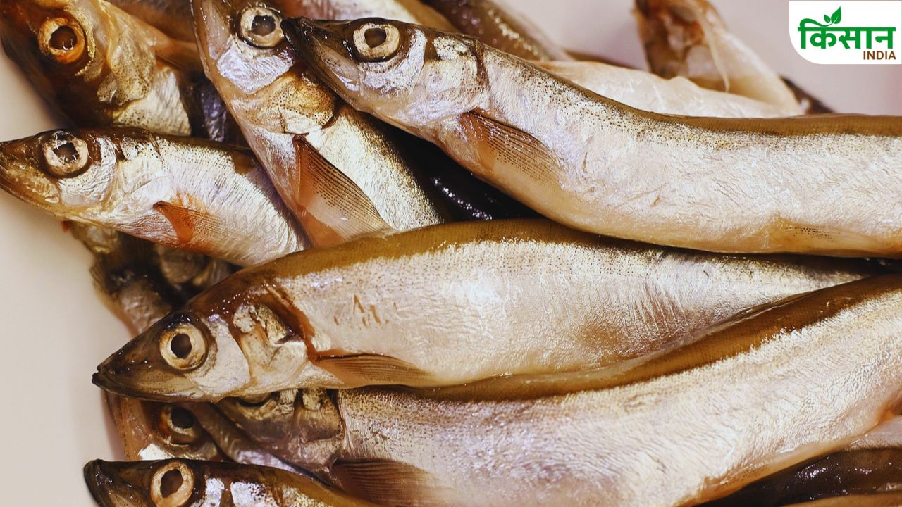 Fish Farming: गलत तरीके से डाला भोजन तो बर्बाद होगा तालाब, मछलियों को ऐसे कराएं फीड
