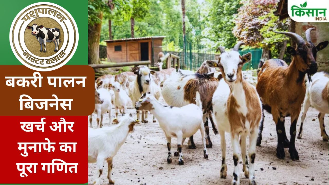 20 बकरियां, 4 महीने और ढाई लाख की कमाई! जानिए कैसे करें बकरी पालन से कमाल