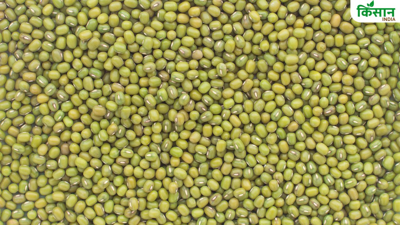 Moong Best Seeds: कमाल की है हरी मूंग की ये उन्नत किस्म, यहां से सस्ते में खरीदें बीज
