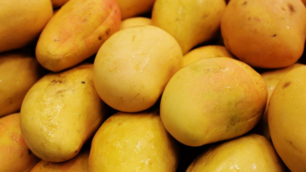mango exports