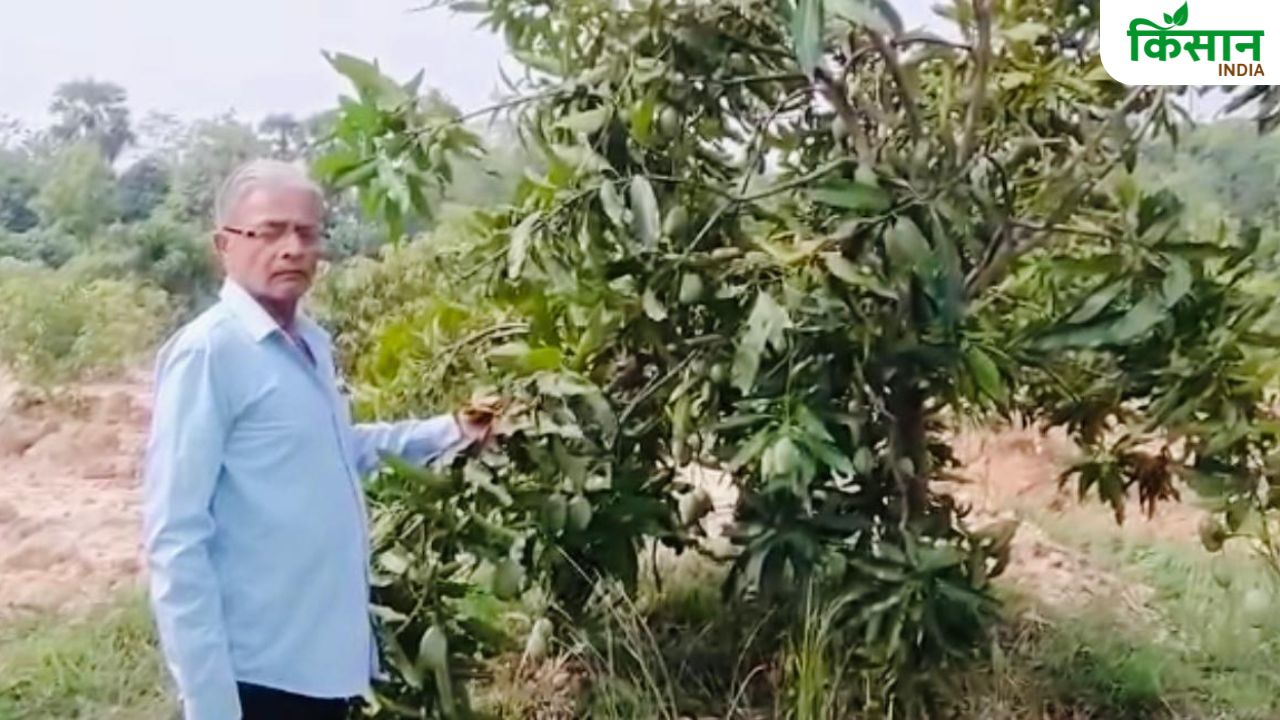 शिक्षक बना किसान.. बंजर जमीन को बनाया उपजाऊ, 12 एकड़ में लगाया मैंगो फार्म