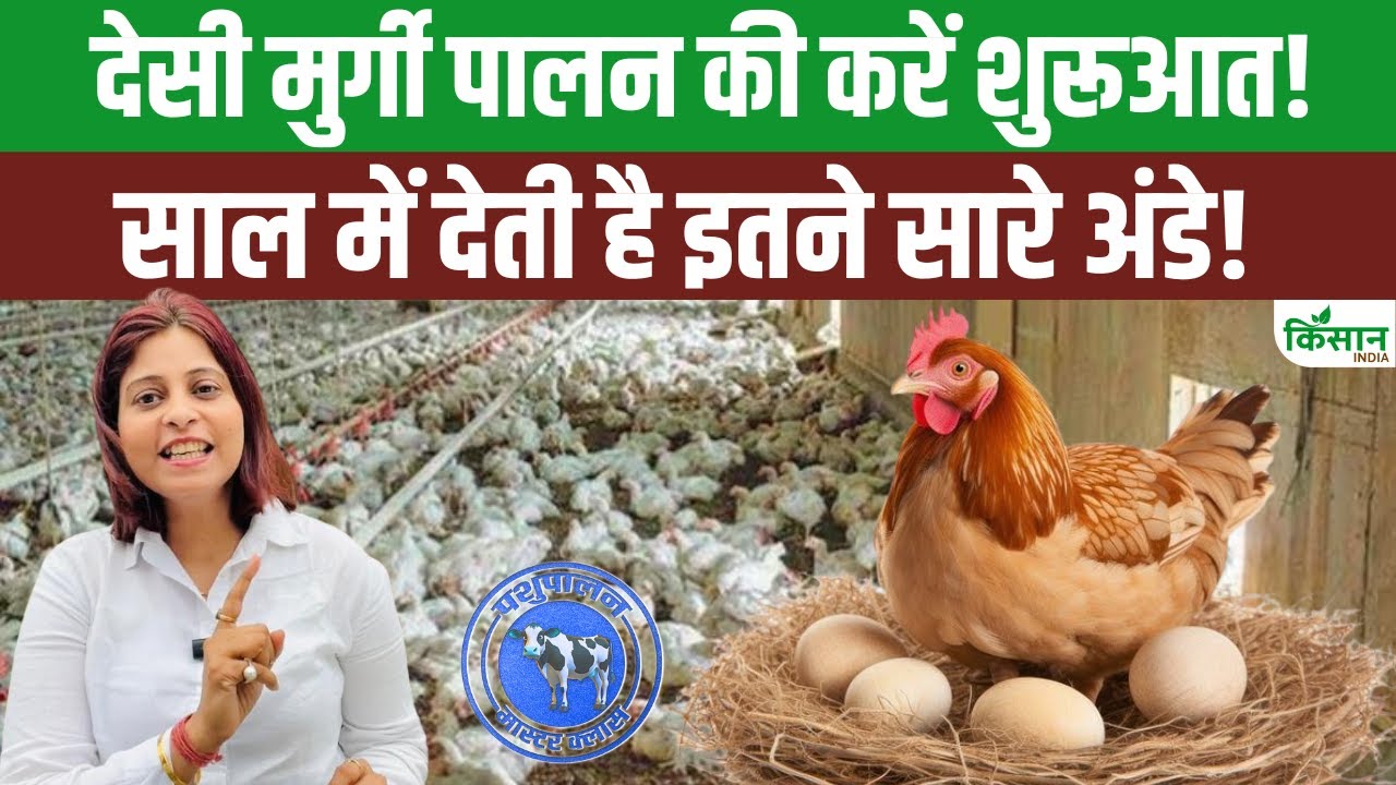 मुर्गीपालन से करना चाहते हैं अच्छी कमाई, सरकार दे रही 60 फीसदी तक सब्सिडी