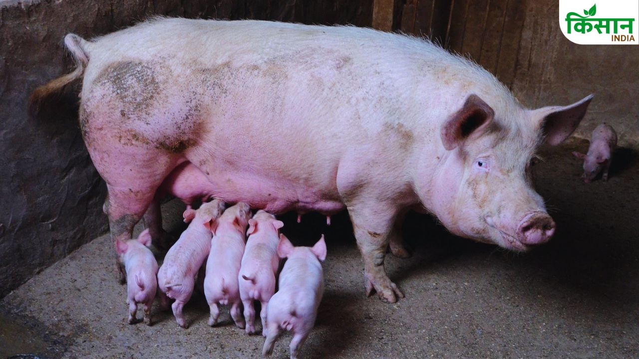 Pig Farming: 114 दिन में तैयार हो जाते हैं बच्चे, सूअर पालन से लाखों की कमाई का फार्मूला जानिए