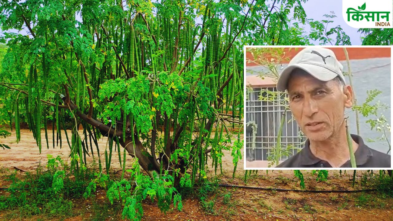 गमले में सहजन की खेती! परविन्द्र कुमार के इनोवेशन से हर कोई हैरान, कीमत 250 रुपये किलो