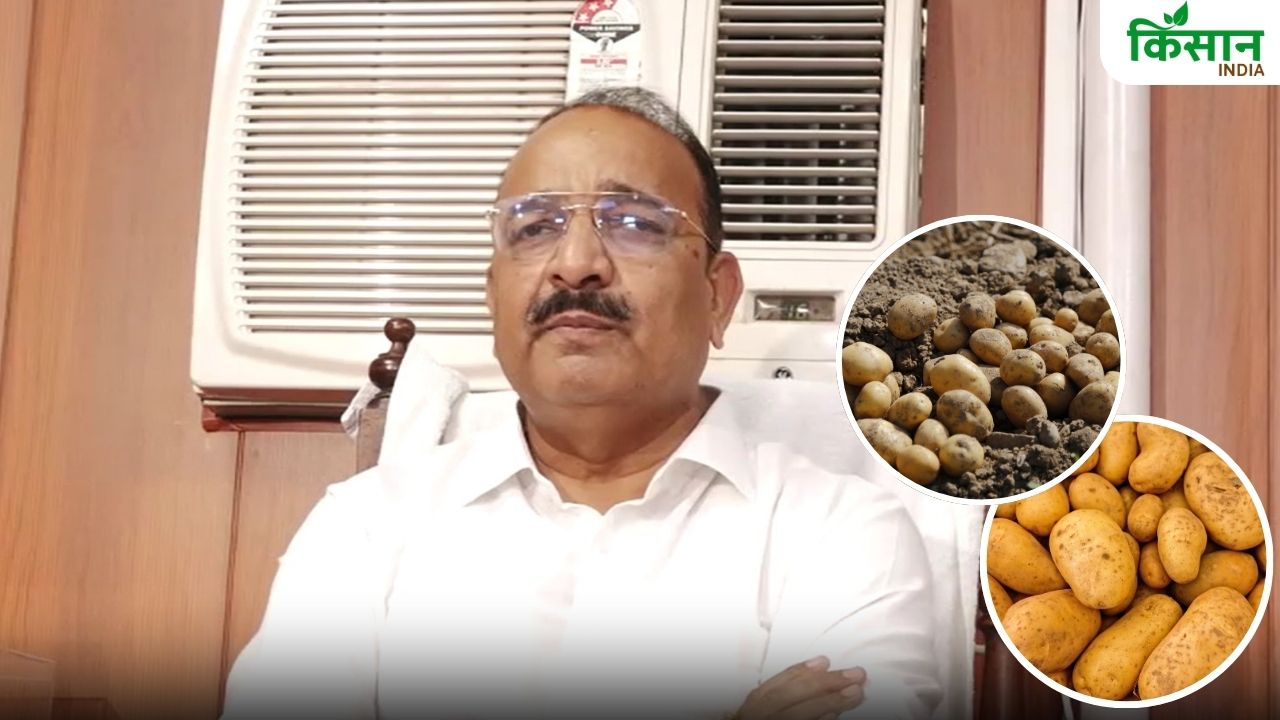 यूपी में आम के साथ आलू की खेती पर जोर, कई शहरों में बन रहे पोटैटो सेंटर