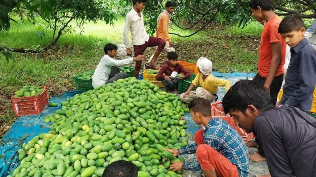 किसान अकील अहमद ने अपने बाप-दादा की आम की खेती को ऐसा रूप दिया कि अब उनके बागों का स्वाद खाड़ी देशों तक पहुंच रहा है. किसान अकील अहमद ने अपने बाप-दादा की आम की खेती को ऐसा रूप दिया कि अब उनके बागों का स्वाद खाड़ी देशों तक पहुंच रहा है.