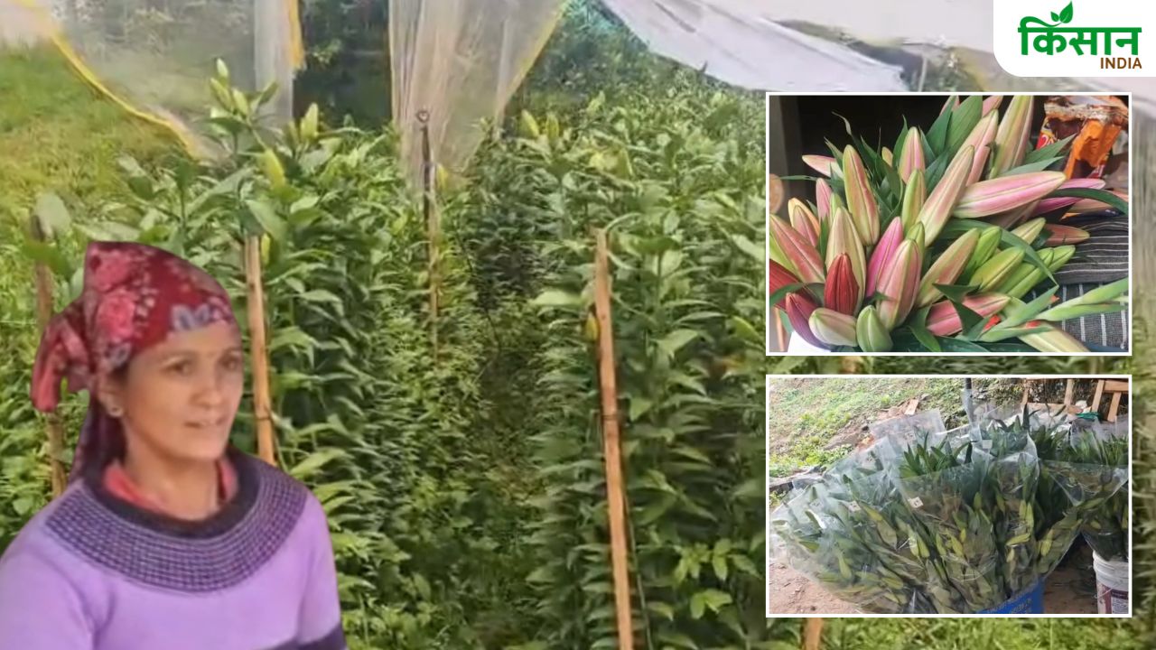लिलियम की खेती से मोटी कमाई कर रहीं महिलाएं, पॉलीहाउस फार्मिंग का कमाल
