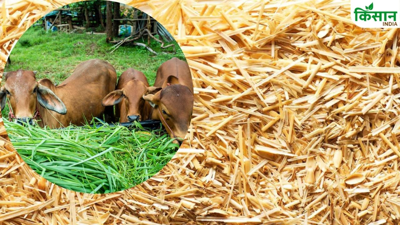 गेहूं की पराली के रेट में गिरावट, 130 रुपये क्विंटल हुई कीमत..किसानों को हो रहा नुकसान
