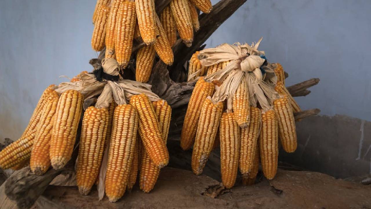 मक्का की कीमतें क्यों फिसल रही हैं, जानिए सप्लाई, उत्पादन और वैश्विक हालात का पूरा असर
