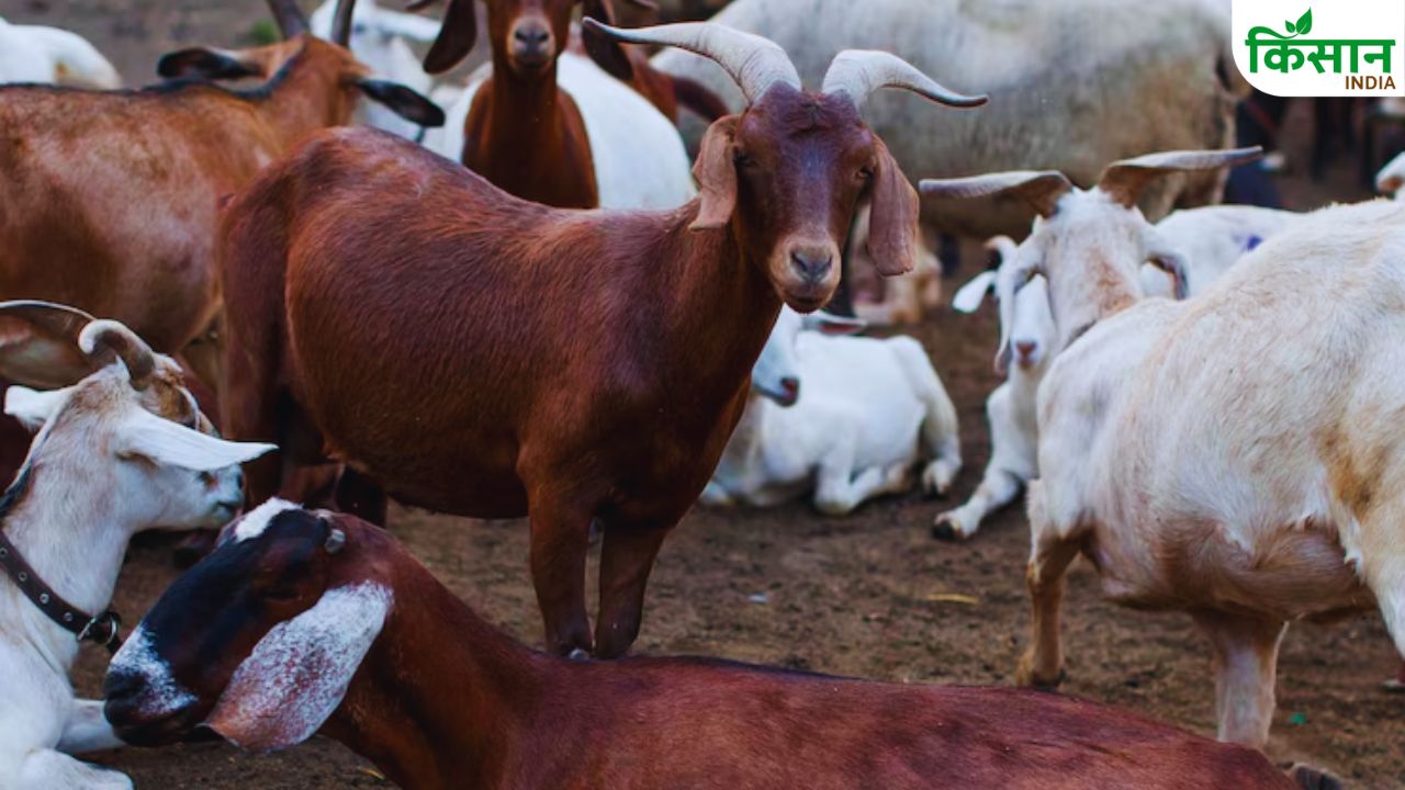 गांव या शहर कहीं भी पालें बकरी की ये 6 नस्लें, दूर कर देंगी पैसे की किल्लत