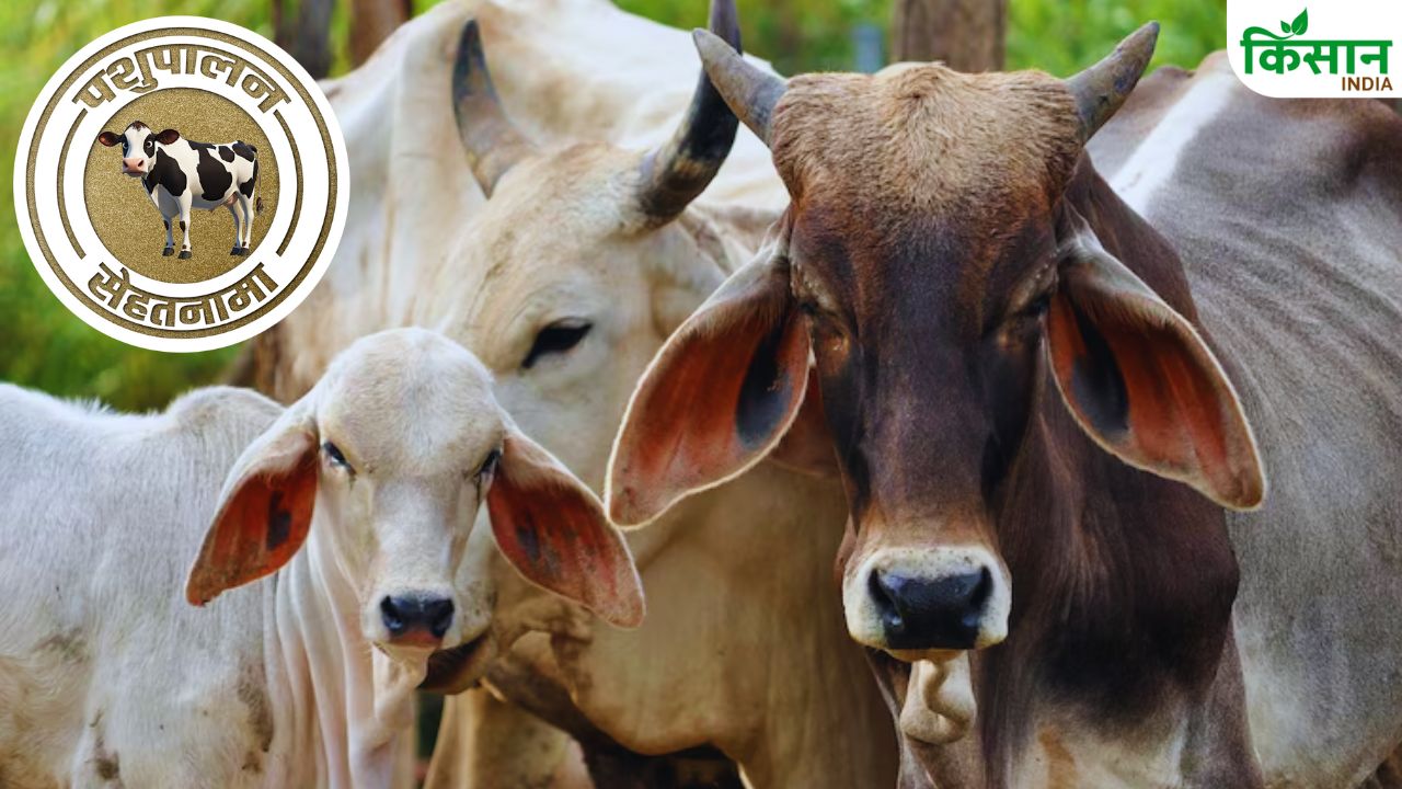 हीटस्ट्रोक से पशुओं की जान पर आफत, समय रहते पशुपालक कर लें ये इंतजाम