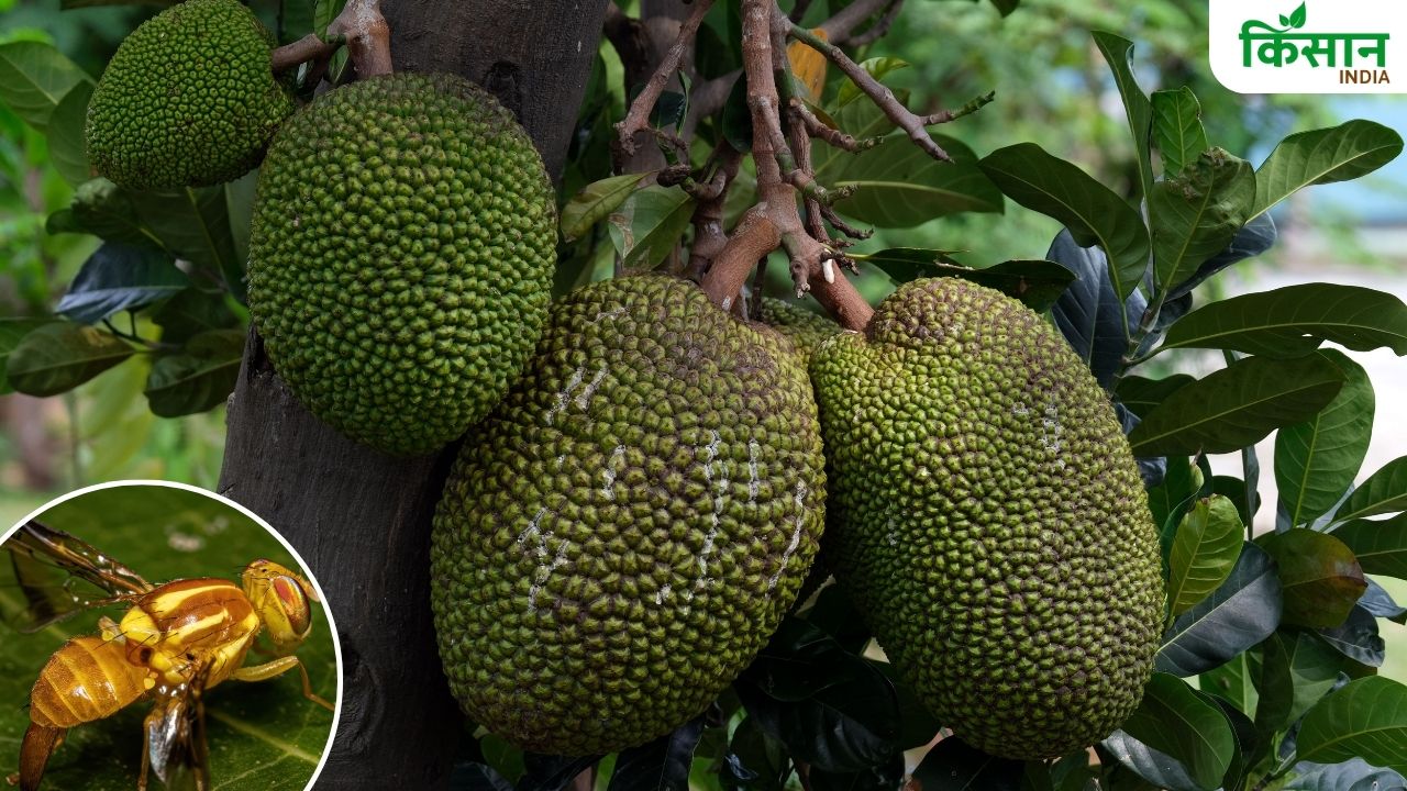 कटहल की फसल पर फलमक्खी का हमला, किसान ऐसे करें कीटों से बचाव
