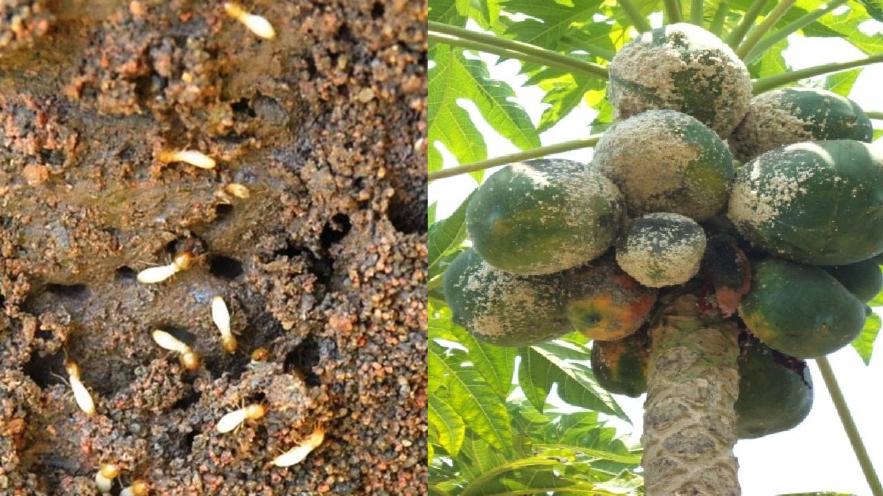 पपीते को दीमक से बचाना अब आसान, किसान जरूर जानें ये उपाय