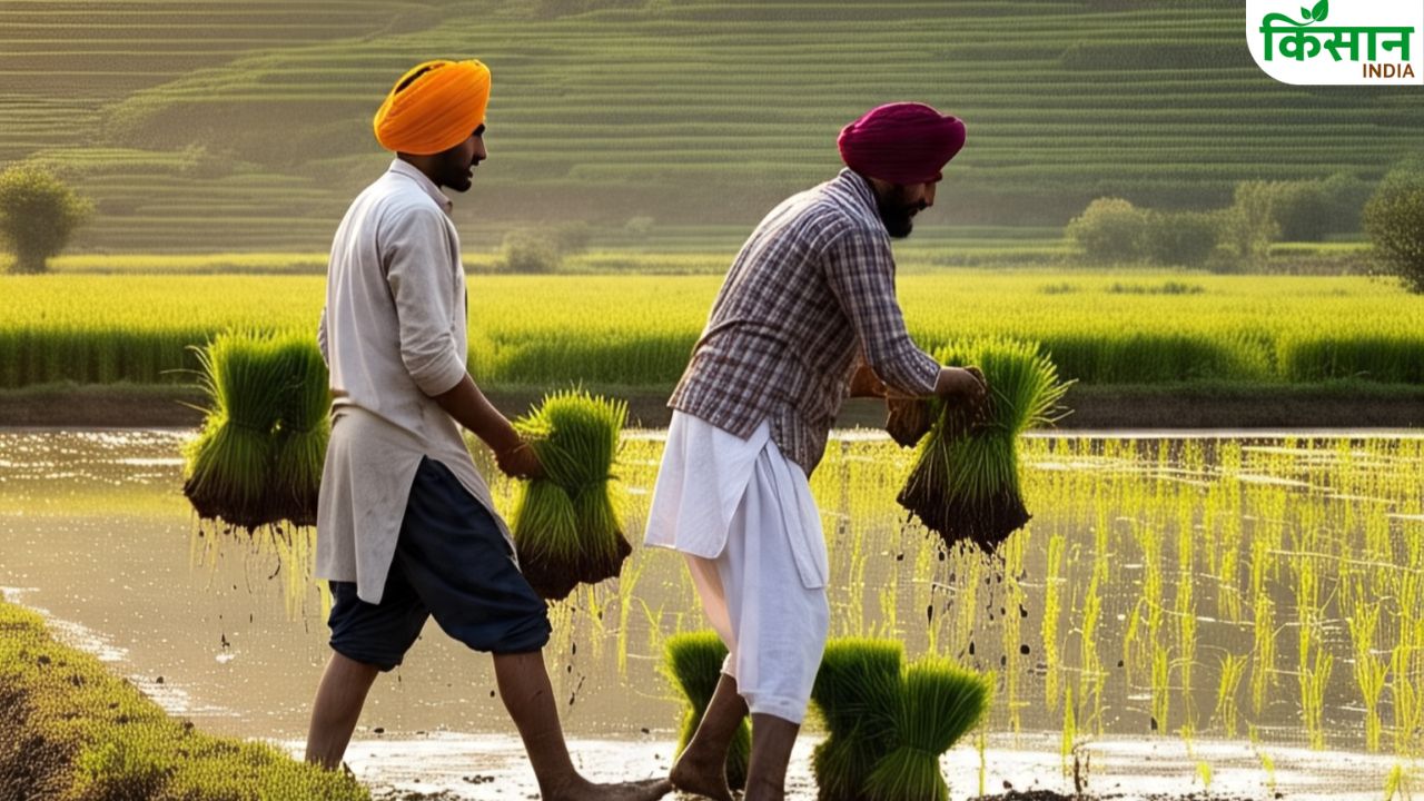 धान की धीमी रोपाई ने बढ़ाई वैज्ञानिकों की चिंता, अभी तक केवल 35 फीसदी रकबे में हुई बुवाई
