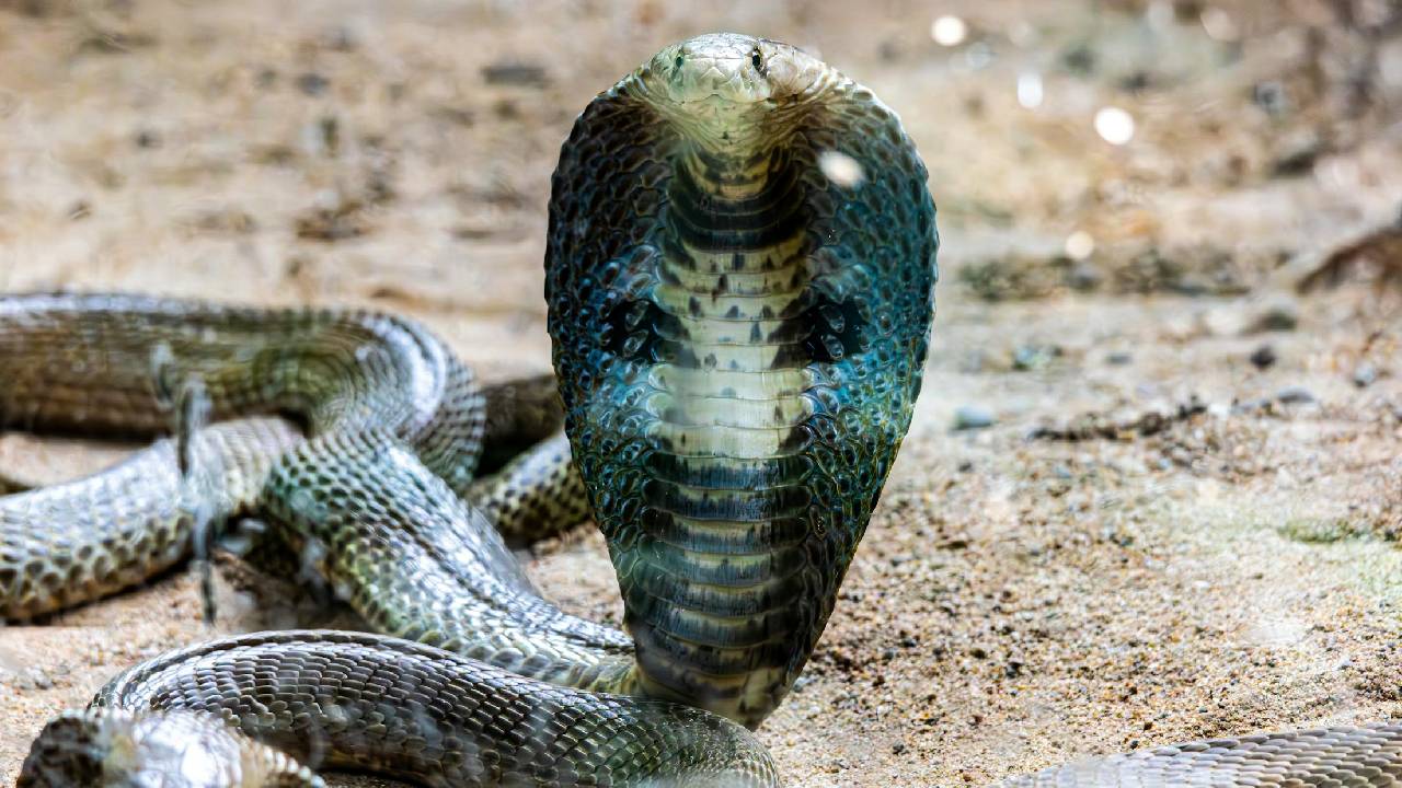 एवरेस्ट के पास दिखे 10 किंग कोबरा, वैज्ञानिक बोले- ये पृथ्वी के लिए खतरे की घंटी है!
