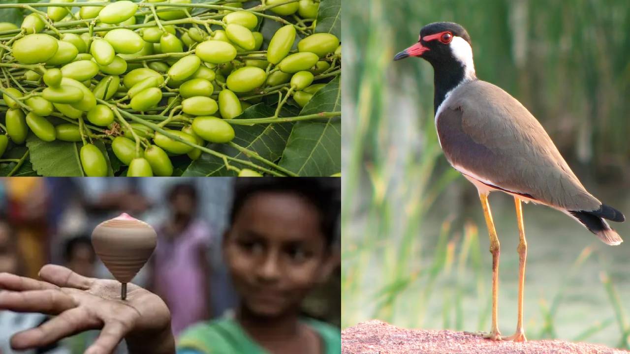 बारिश कब होगी? इन देसी तरीकों से किसानों को मिलती है मौसम की सटीक जानकारी