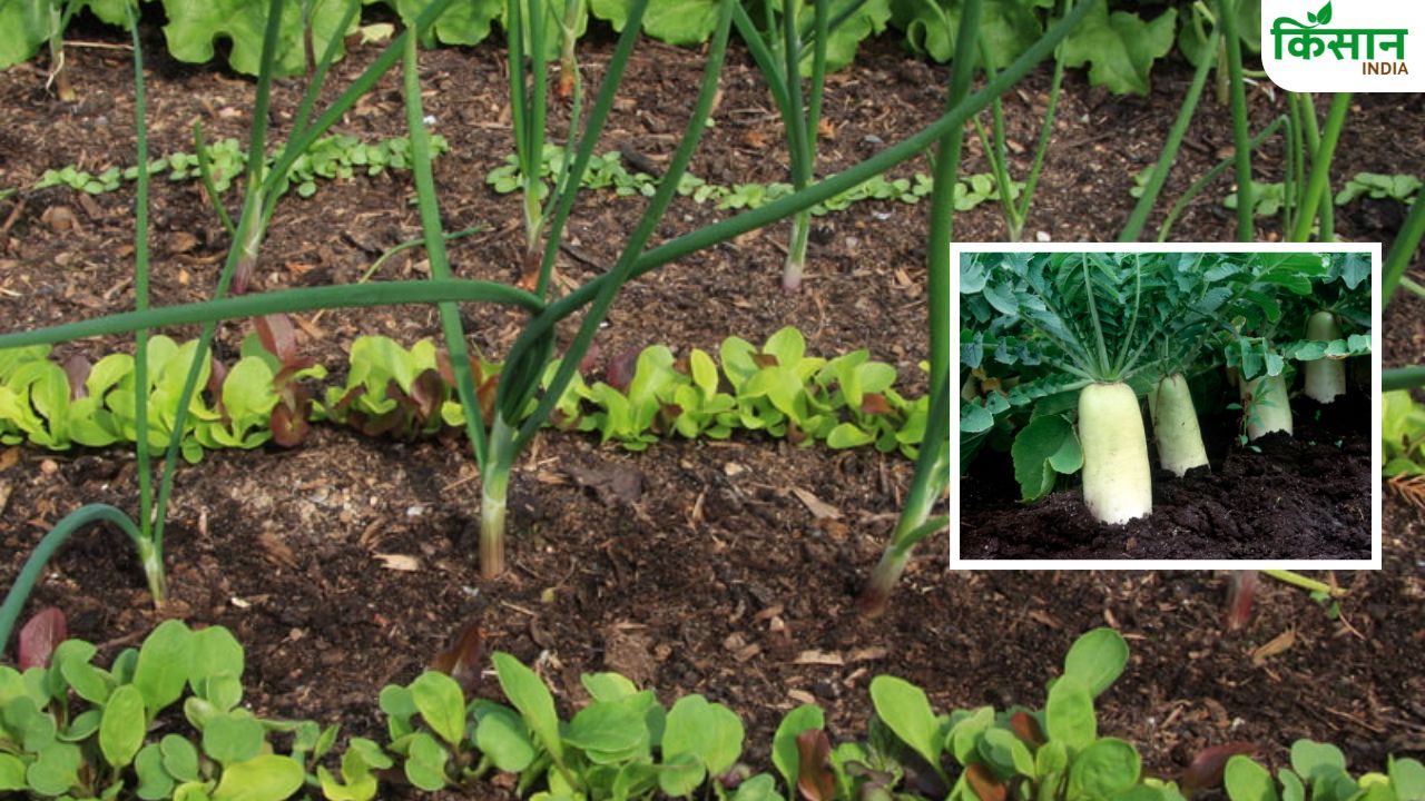 Trap Crop: फसल को कीटों से बचाने का सदियों पुराना तरीका है मूली, ट्रैप क्रॉप की तरह करती है काम