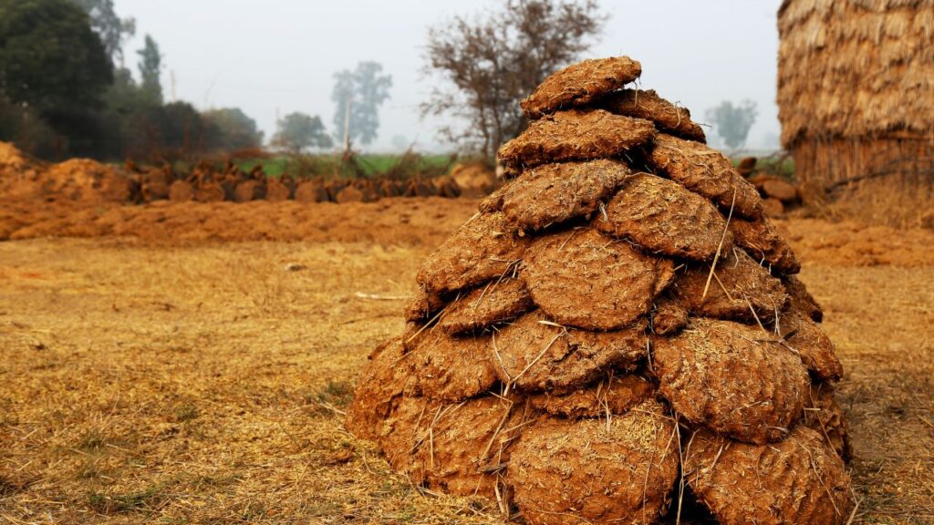 बायोगैस प्लांट में गाय का गोबर और पानी मिलाकर डाला जाता है. वहां हवा नहीं होती, तो कुछ छोटे-छोटे जीव उस गोबर को गला देते हैं. इस प्रक्रिया से गैस बनती है, जिसे इकठ्ठा करके ईंधन की तरह इस्तेमाल किया जाता है. बायोगैस प्लांट में गाय का गोबर और पानी मिलाकर डाला जाता है. वहां हवा नहीं होती, तो कुछ छोटे-छोटे जीव उस गोबर को गला देते हैं. इस प्रक्रिया से गैस बनती है, जिसे इकठ्ठा करके ईंधन की तरह इस्तेमाल किया जाता है.