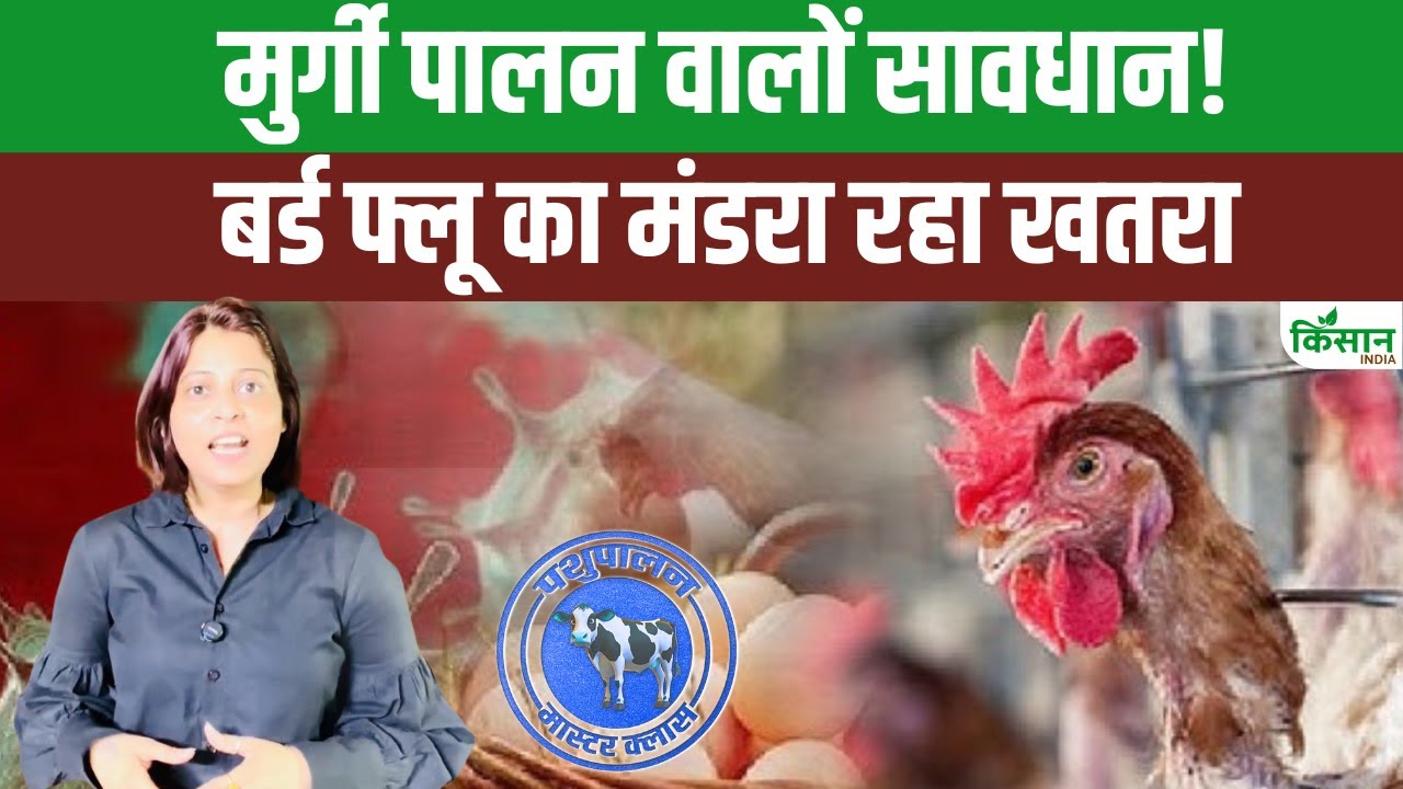 ओडिशा में एक बार फिर मंडरा रहा बर्ड फ्लू का खतरा, पुरी का अंकुला गांव बना संक्रमण का केंद्र