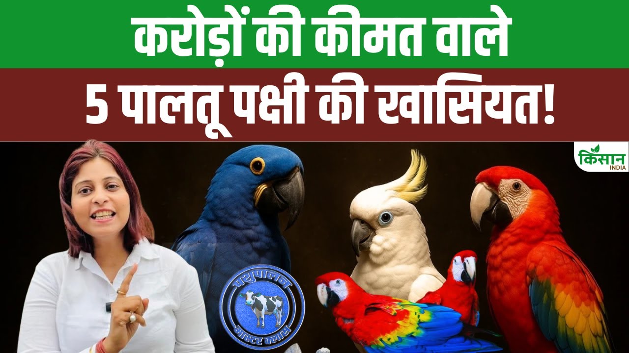 ये हैं दुनिया के 5 सबसे महंगे पक्षी, इनके पालन पर सरकार देगी सब्सिडी