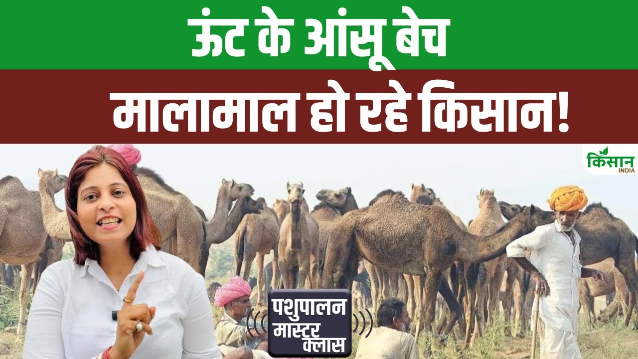 पशुपालकों के लिए रोजगार का नया मौका, केवल दूध ही नहीं ऊंट के आंसुओं से भी होगी कमाई