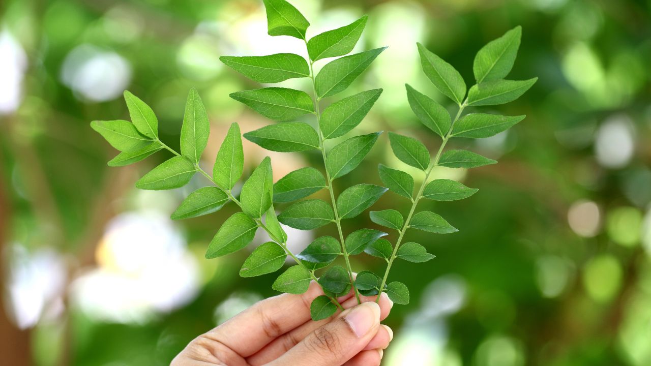 घर की रसोई में हमेशा मिलेगा करी पत्ता, सीखें बीज या डंठल से पौधा तैयार करने का आसान तरीका